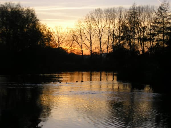 Egret at Woody Park, Cullompton