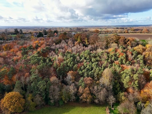 The Nest, Ashdown Forest