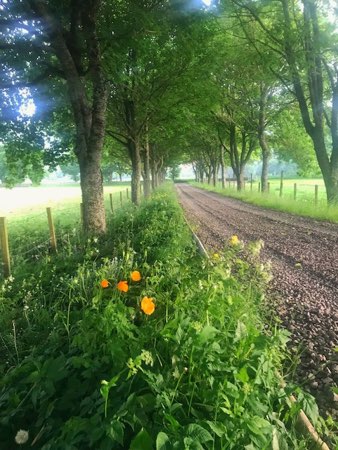 Tallavey, near Pitlochry