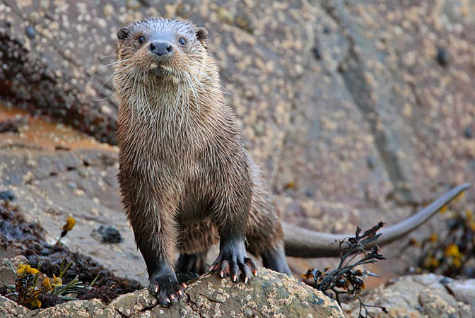 The Seashell, Ardnamurchan