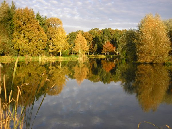 Kingfishers at Woody Park, Cullompton