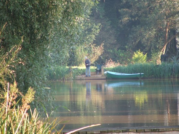 Kingfishers at Woody Park, Cullompton