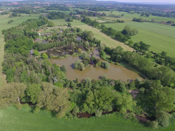 Kingfishers at Woody Park, Cullompton