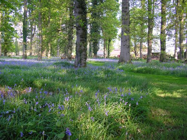 Kingfishers at Woody Park, Cullompton