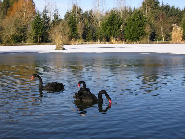 Kingfishers at Woody Park, Cullompton